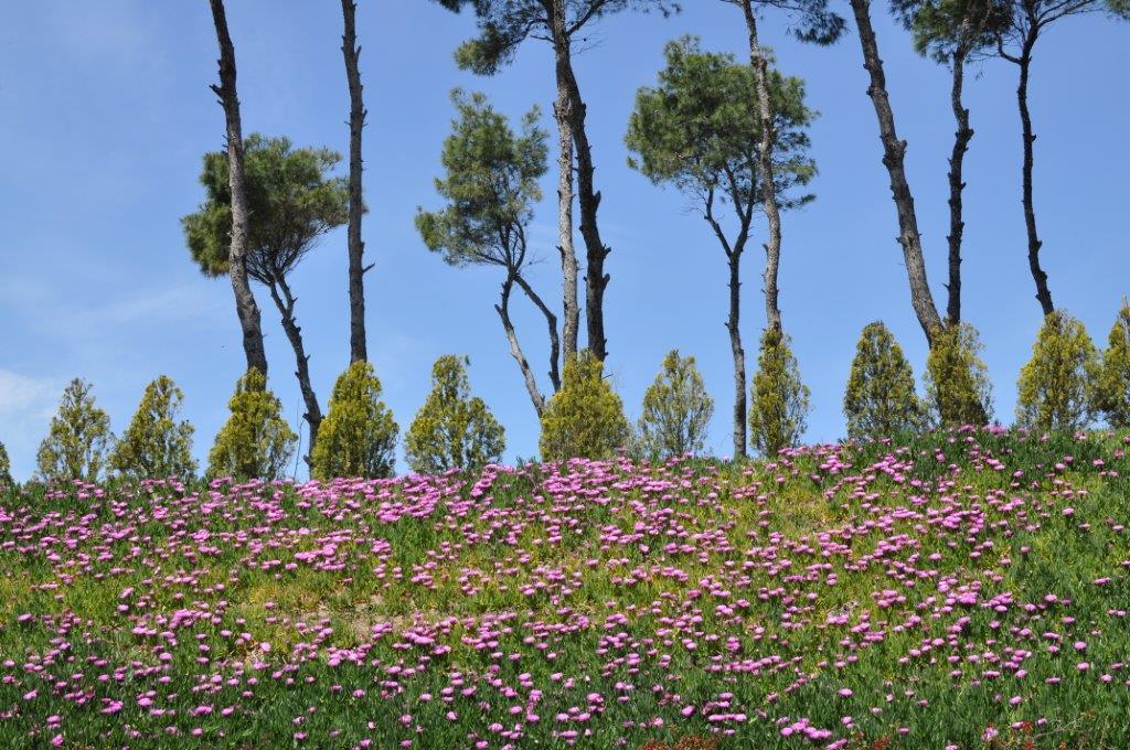 tl_files/Fruehling auf Chalkidiki.jpg