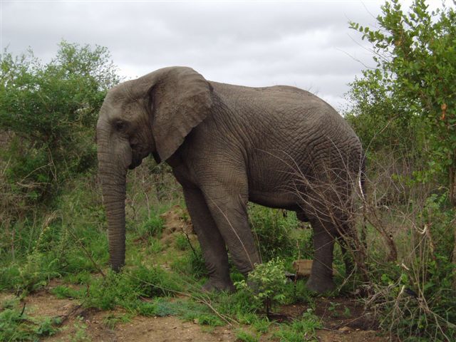 tl_files/uploads/blog/Suedafrika/3_Fides_PureLuxury_Elefant.jpg